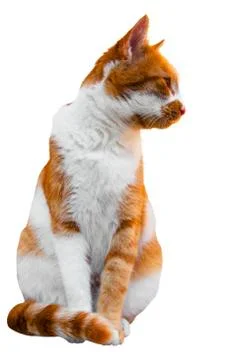 Funny cat isolated on white background Stock Photos