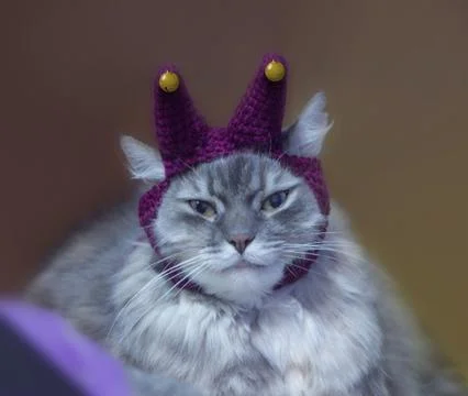Funny Cat in a Jester Hat Stock Photos
