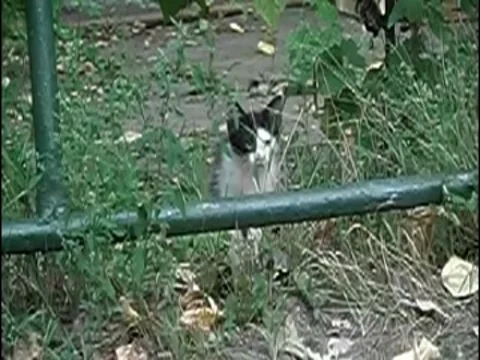 Funny Cat Jump Slow Motion 2 Stock Footage 8673073