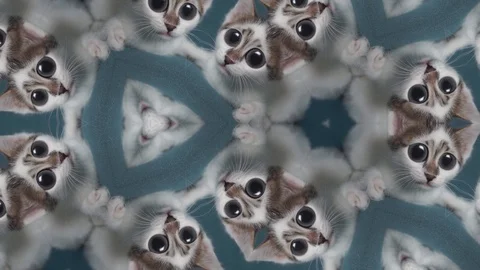 Funny cat kaleidoscope, comic Stock Video Pond5