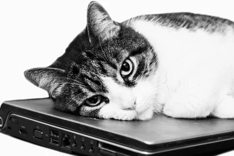 Funny cat on laptop Stock Photos