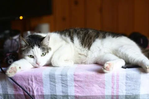 Funny cat lay on table working place with computer monitor on the background Foto stock