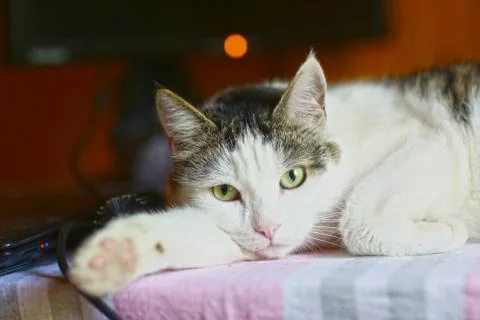 Funny cat lay on table working place with computer monitor on the background Stock Photos