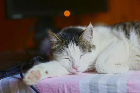 Funny cat lay on table working place with computer monitor on the background Stock Photos