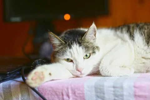 Funny cat lay on table working place with computer monitor on the background Stock Photos