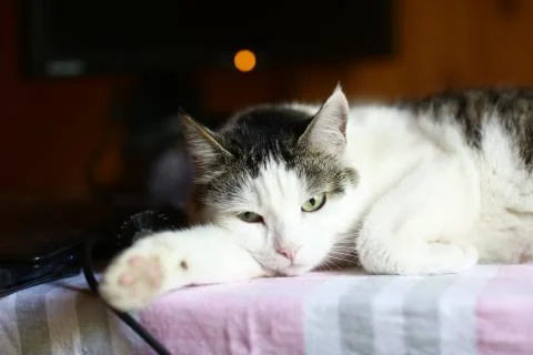 Funny cat lay on table working place with computer monitor on the background Foto stock