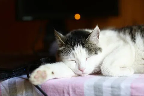 Funny cat lay on table working place with computer monitor on the background Stock Photos