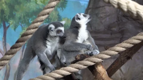 Funny cat lemur (ring-tailed lemur) with a striped tail Stock Footage 124676949