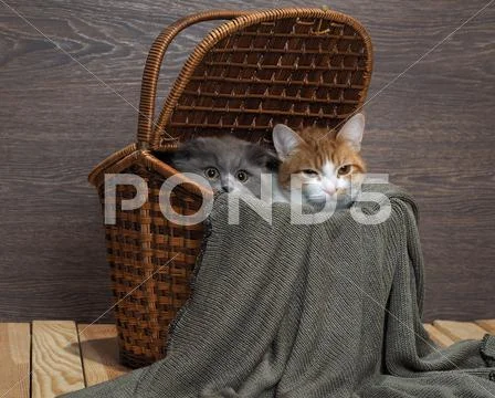 Funny cat look out from the big basket. Cat plain, white with red. Purebred k Stock Photos