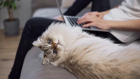 Funny cat looking at the camera while owner working on laptop on background Stock Footage 148809188