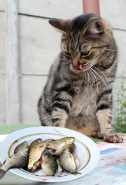 Funny cat looking at the fish and licking his chops. Stock Photos