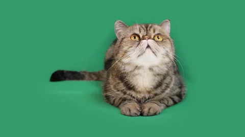 Funny cat looks around Stock Footage 65207411
