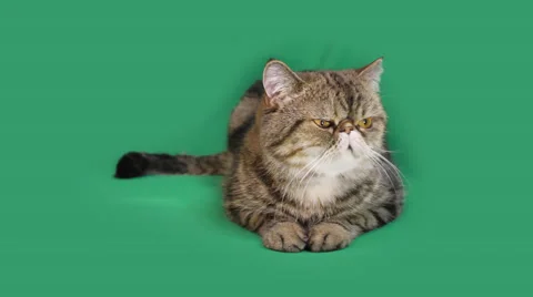 Funny cat looks around 스톡 동영상 65207416