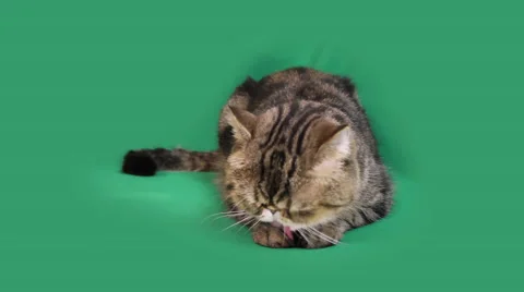 Funny cat looks around 스톡 동영상 65207452