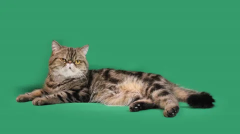 Funny cat looks around 스톡 동영상 65207498