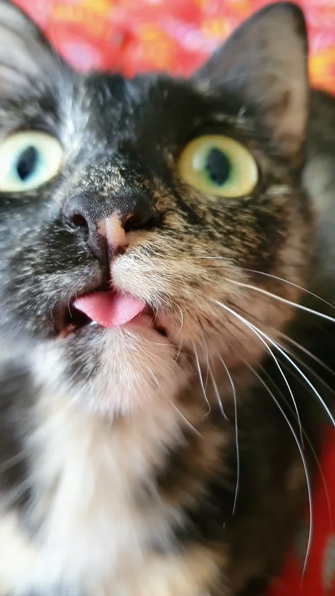 Funny cat looks at the camera and shows the tongue Stock Footage 201933915