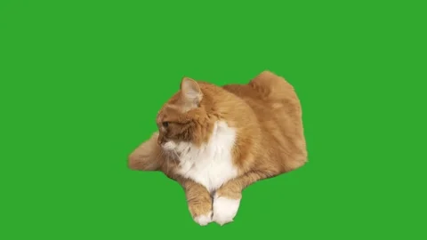 1,275 Funny Cat Icon Stock Video Footage - 4K and HD Video Clips