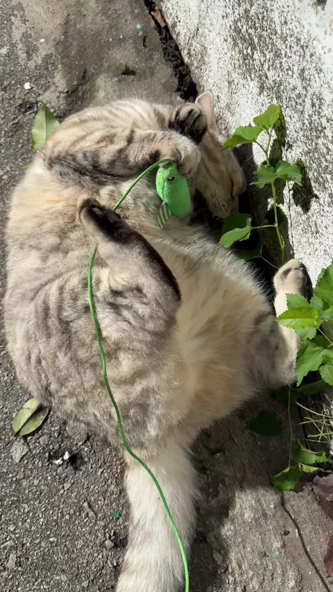 Funny cat lying on back and playing with fish toy Vidéo 315434673