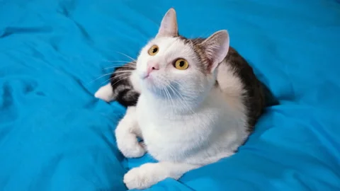 A funny cat lying on a blue blanket and carefully watching the camera. Lovely Stock Footage 221274606