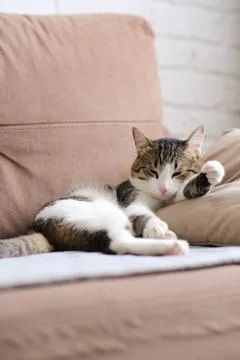 Funny cat lying on brown sofa at home Stock Photos