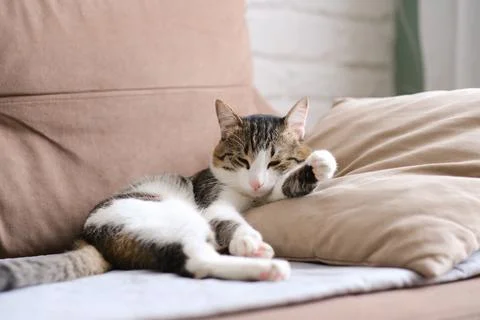 Funny cat lying on brown sofa at home Stock Photos
