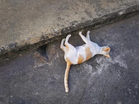 Funny Cat Lying Down on the Floor Walking Sideway Stock Photos