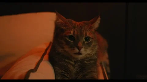 Funny cat lying on sofa and looking at camera. Cute little furry paws, curious Stock Footage 256792545