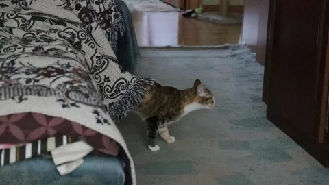 Funny Cat Moment. Cat going out from the blanket. Happy home Cat. Cat care. Stock Footage 238582668