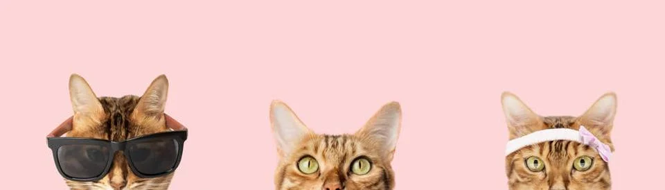  Funny cat muzzle peeks out from behind Funny cat muzzle peeks out from be... Stock Photos