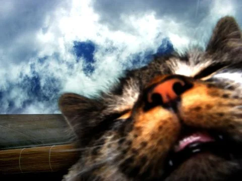 Funny Cat 스톡 사진