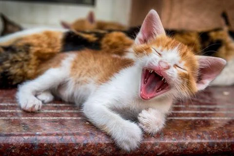 Funny cat Stock Photos