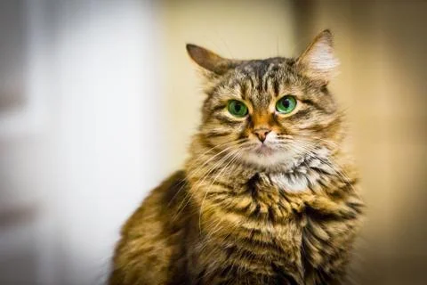 Funny cat Stock Photos