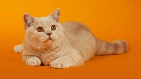 Funny cat Stock Photos