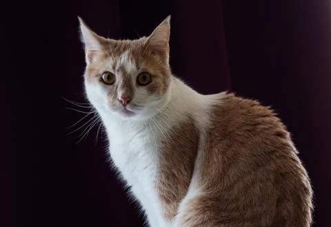 Funny Cat Stock Photos