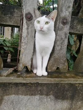 Funny cat Stock Photos