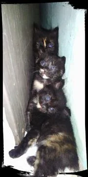 Funny cat Foto stock