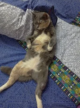 Funny Cat Stock Photos