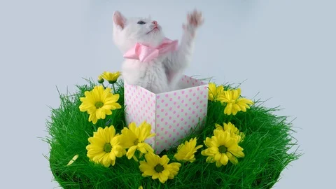 Funny cat with pink bow in the present box, trying to catch something on top Video stock 91720614