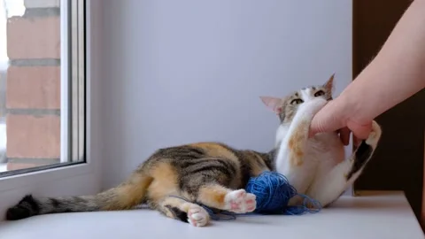Funny cat playing with a ball of thread on the windowsill Stock Footage 130847098