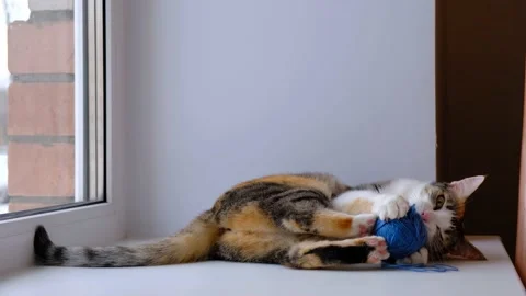 Funny cat playing with a ball of thread on the windowsill Stock Footage 130847175