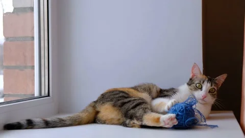 Funny cat playing with a ball of thread on the windowsill Stock Footage 135299492