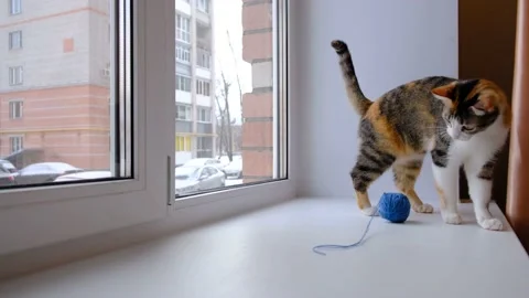 Funny cat playing with a ball of thread on the windowsill. Tricolor cat Stock Footage 155152194
