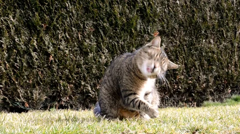 Funny cat playing in the garden Stock Footage 35726905