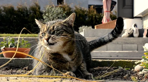 Funny cat playing in the garden Stock Footage 35726915