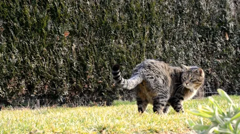 Funny cat playing in the garden 스톡 동영상 35726919