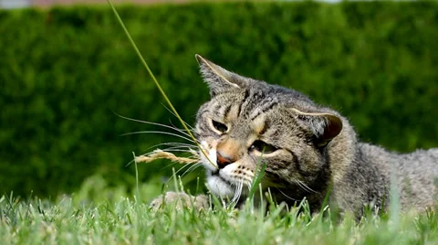 Funny cat playing in the garden Stock Footage 39785104