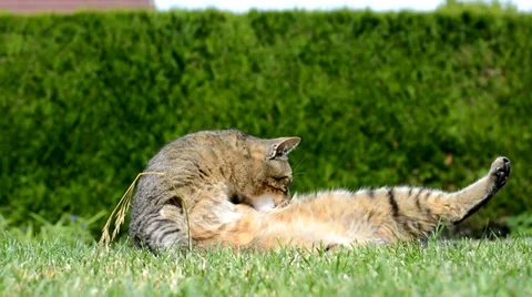 Funny cat playing in the garden Stock Footage 39785117