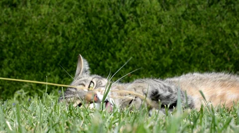 Funny cat playing in the garden Stock Footage 39785125