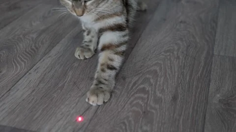 Funny cat playing with a laser pointer Stock Footage 305024334