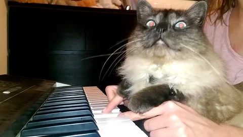 A funny cat playing a piano, keyboard, or organ. Stock Footage 80063727